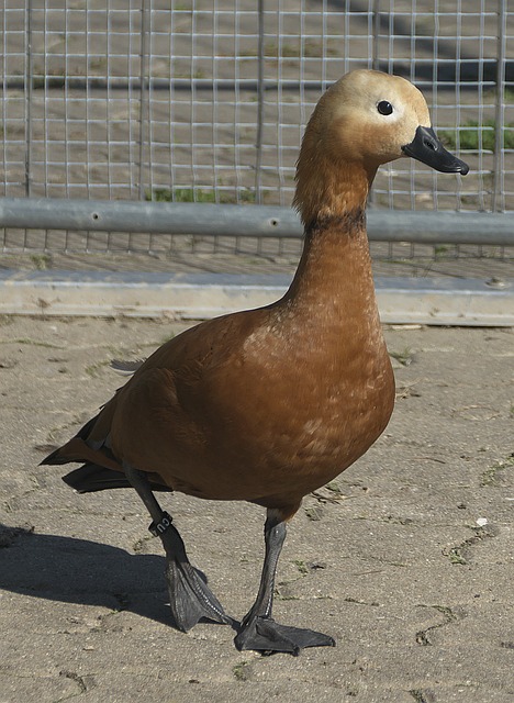 现平平